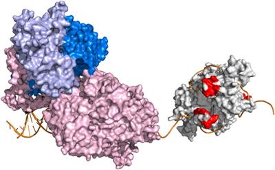 Physical and Functional Interaction of Mitochondrial Single-Stranded DNA-Binding Protein and the Catalytic Subunit of DNA Polymerase Gamma